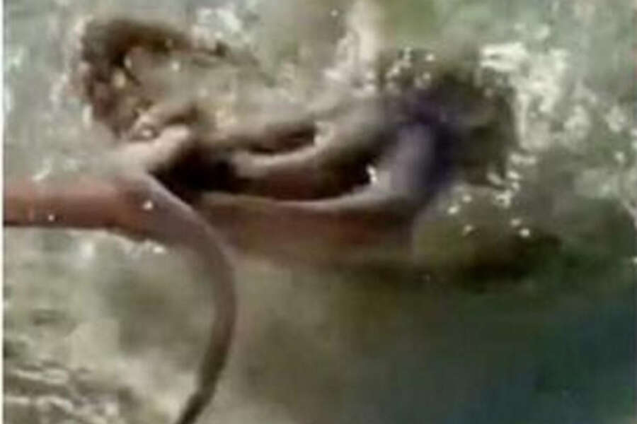 La storia del polpo che trascina cane in mare e lo annega è una bufala: com’è andata davvero