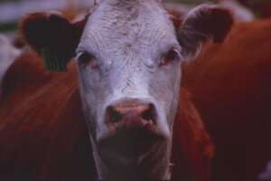 Esplosione e incendio in fattoria: morte 18mila mucche nell’azienda in Texas Esplosione e incendio in fattoria: morte 18mila mucche nell’azienda in Texas