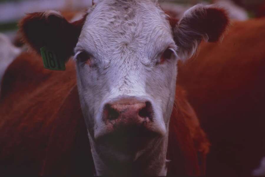 Esplosione e incendio in fattoria: morte 18mila mucche nell’azienda in Texas