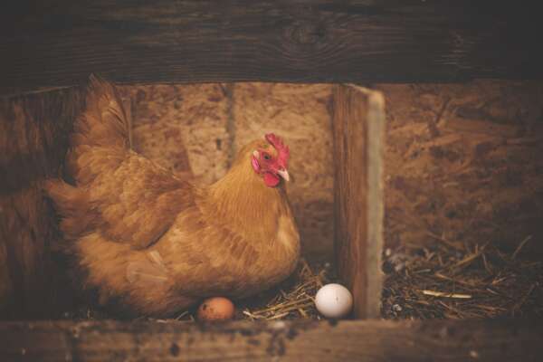 Chi avrebbe mai pensato di avere un pollo come animale domestico! Chi avrebbe mai pensato di avere un pollo come animale domestico!