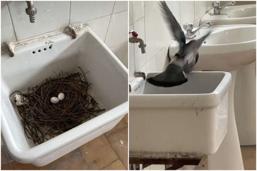 Bagno della scuola diventa nido con uova, il video del piccione ‘studente’ a Caserta