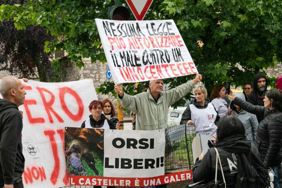 Trento, il Tar sospende l’abbattimento degli orsi JJ4 e MJ5: “Pericolosità non accertata, possibilità di trasferimento concrete”