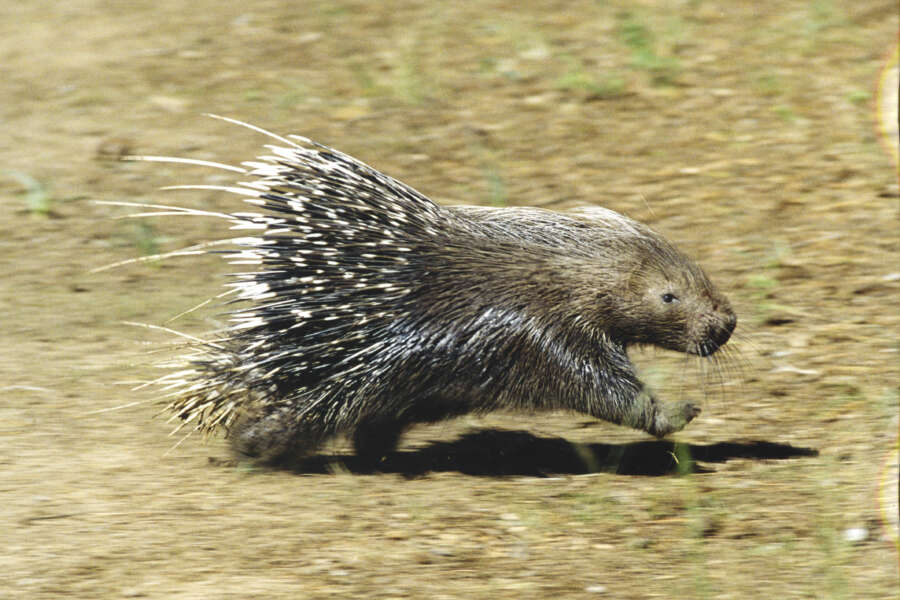 ISTRICE

ANIMALE

ANIMALI

NATURA