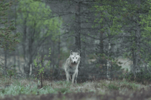 Una legge provinciale per abbattere i lupi: è polemica per la proposta in Alto Adige
