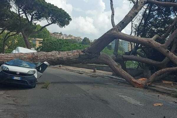Malagestione e miracoli, l’albero crollato a Posillipo doveva essere abbattuto 48 ore dopo
