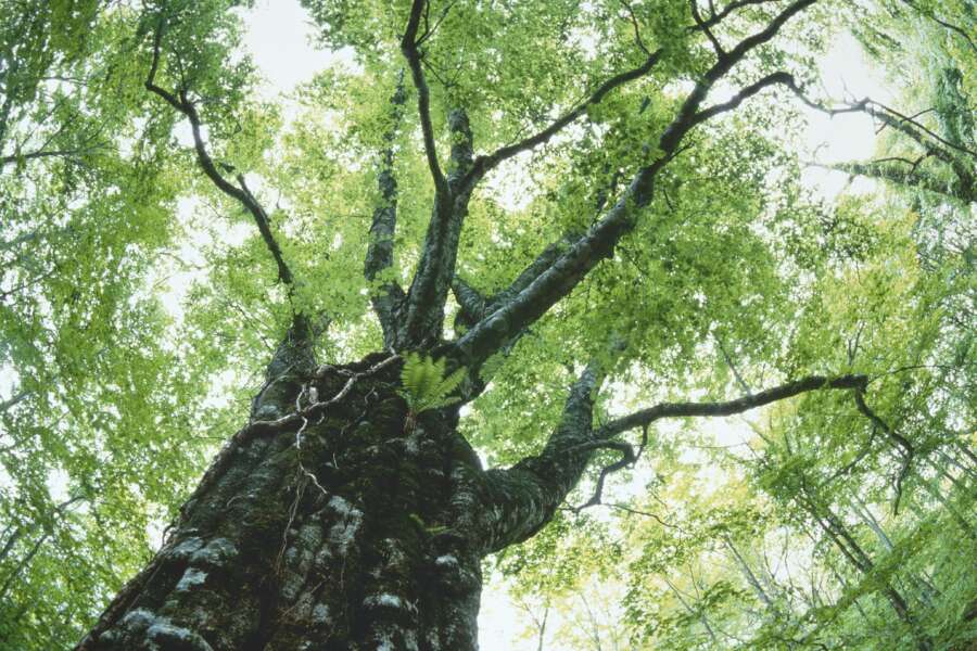 Caldo in città, gli alberi sono i nostri migliori alleati. Il modo vecchio e brutale di concepire il paesaggio
