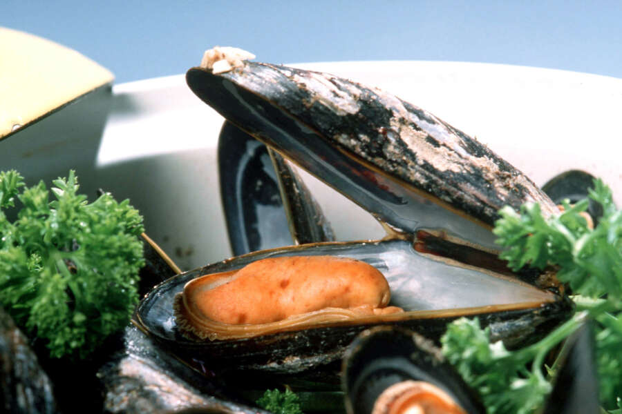 Colera in Sardegna, non abbassiamo la guardia ma senza creare allarmismi. Due opzioni al vaglio: frutti di mare crudi o acqua non potabile