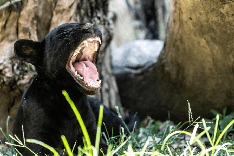 Napoli, è nato Victor (Osimhen): il giaguaro nero di Fuorigrotta. Non succedeva da oltre 30 anni, si aprono i pronostici per la Cabala
