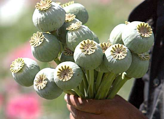 Avellino, coltiva (107) piante di oppio nelle aiuole di casa a Nusco. Arrestata ‘Mamma papavero’, in manette anche il figlio