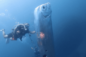 Taiwan, l’emersione da 1000 metri di profondità del Regaleco (o pesce Remo) e la leggenda dei terremoti e maremoti