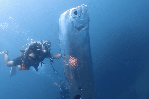 Taiwan, l’emersione da 1000 metri di profondità del Regaleco (o pesce Remo) e la leggenda dei terremoti e maremoti Taiwan, l’emersione da 1000 metri di profondità del Regaleco (o pesce Remo) e la leggenda dei terremoti e maremoti