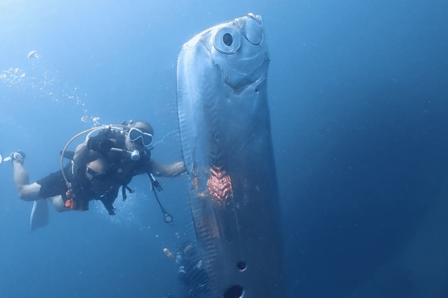 Taiwan, l’emersione da 1000 metri di profondità del Regaleco (o pesce Remo) e la leggenda dei terremoti e maremoti