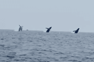 Il rarissimo balletto delle balene: escono dall’acqua all’unisono per insegnare al cucciolo come saltare