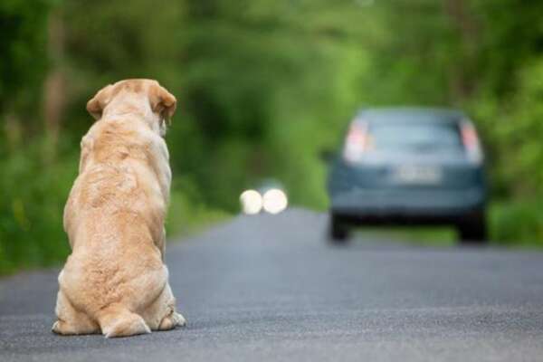 Ddl sicurezza, Salvini: “Revoca o sospensione della patente per chi abbandona gli animali in strada”. Novità anche per le spiagge e gli aerei Ddl sicurezza, Salvini: “Revoca o sospensione della patente per chi abbandona gli animali in strada”. Novità anche per le spiagge e gli aerei