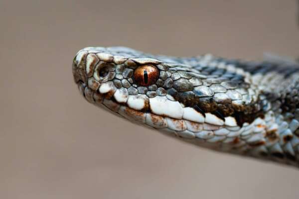 Roma, dopo i cinghiali adesso è allarme serpenti: 60 chiamate a settimana (anche di notte) | Emergenza rettili nella Capitale