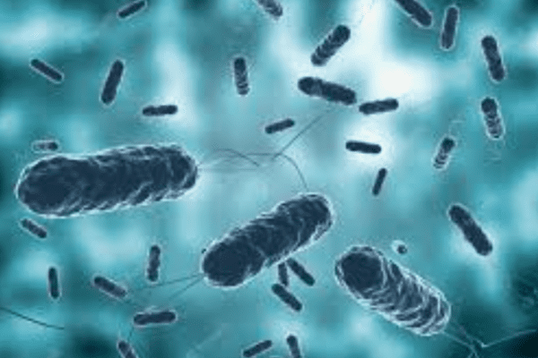 Colera, in Sardegna, caso isolato ma i medici raccomandano prudenza: “Non mangiare pesce o molluschi crudi” Colera, in Sardegna, caso isolato ma i medici raccomandano prudenza: “Non mangiare pesce o molluschi crudi”