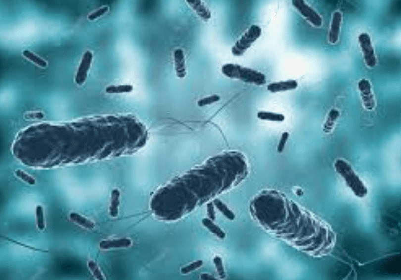 Colera, in Sardegna, caso isolato ma i medici raccomandano prudenza: “Non mangiare pesce o molluschi crudi”