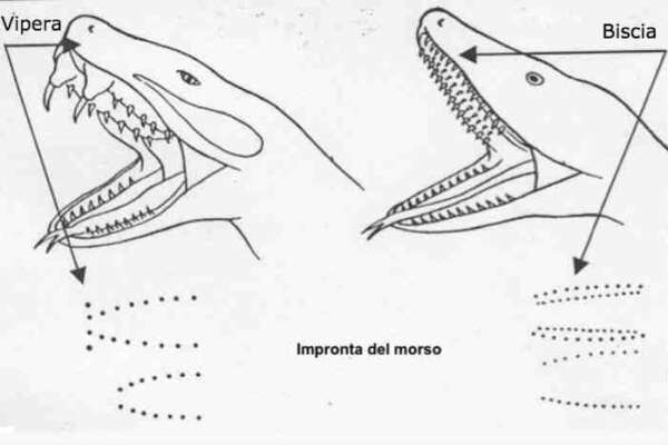 Bimbo di 8 anni attaccato da una vipera. Tutto quello che devi sapere: come riconoscere il morso e cosa fare