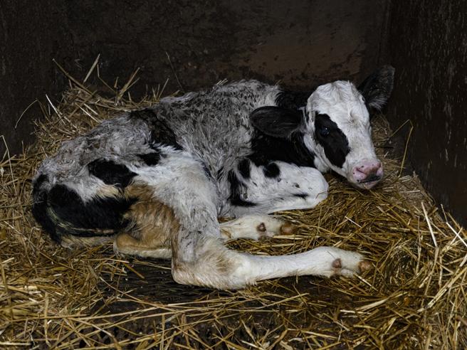 Lodi, i Nas scoprono allevamento dell’orrore: decine di carcasse di mucche in un campo e bovini malati lasciati morire abbandonati