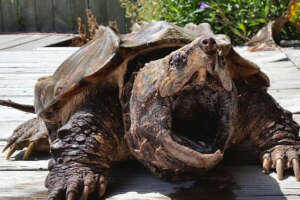 Torino, passeggia sul fiume e trova una tartaruga alligatore: “Specie molto aggressiva, morso pericoloso per l’uomo. Più potente di uno squalo” Forse abbandonata prima dell’estate