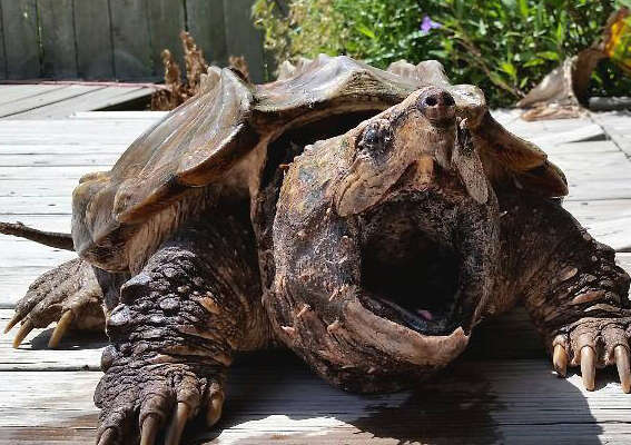 Torino, passeggia sul fiume e trova una tartaruga alligatore: “Specie molto aggressiva, morso pericoloso per l’uomo. Più potente di uno squalo” Forse abbandonata prima dell’estate