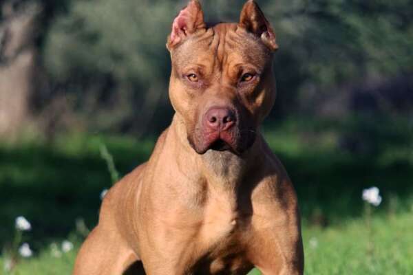 Bimba di due anni azzannata da pitbull a Milano: è grave, ferita la zia arrampicata fuori al balcone