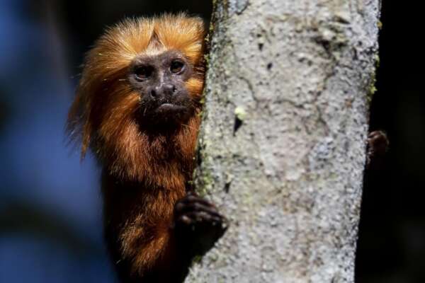 A Nuova Delhi 30 uomini scimmia chiamati a spaventare i macachi. La curiosa idea in vista del G20