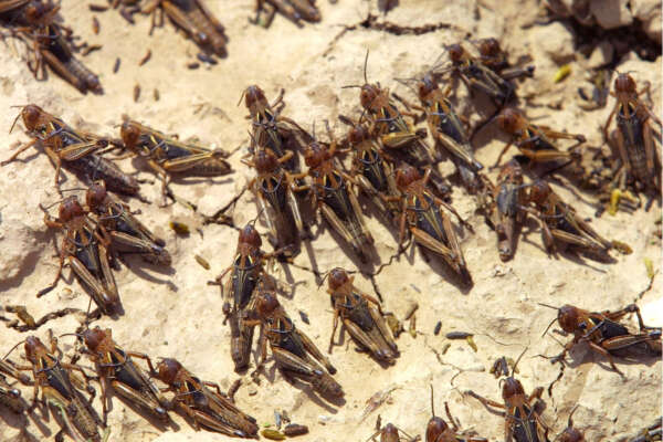 Dopo incendi e nubifragi arrivano centinaia di cavallette portate da ‘Garbino’. E i turisti scappano dalle spiagge della Romagna Dopo incendi e nubifragi arrivano centinaia di cavallette portate da ‘Garbino’. E i turisti scappano dalle spiagge della Romagna