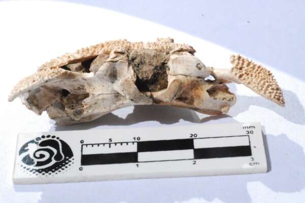 Argentina, spunta il cranio di un animale mai visto: “Viveva nel Pleistocene, 100 mila anni fa”