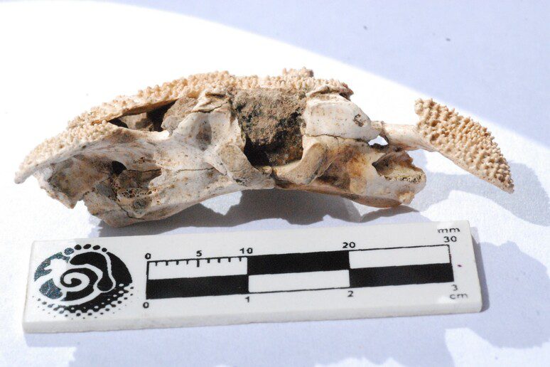 Argentina, spunta il cranio di un animale mai visto: “Viveva nel Pleistocene, 100 mila anni fa”