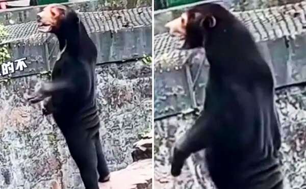 L’orso solare malese “è un uomo”, video virali nello zoo in Cina: “Hanno già trasformato i cani in lupi”