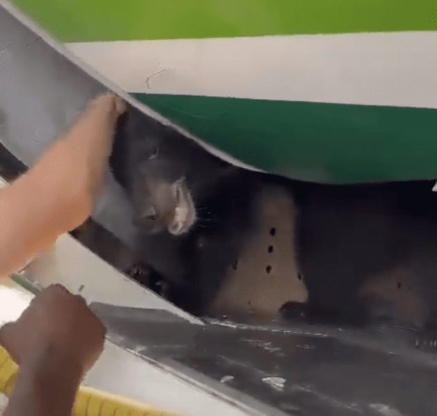 Dubai, Iraqi Airways: “Ci scusiamo per il ritardo del volo: un orso spedito in stiva è fuggito dalla gabbia”