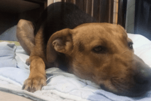 Crispiano, gruppo di ragazzini aggredisce il cane Max solo perché voleva giocare. Scatta la denuncia per i responsabili del folle gesto