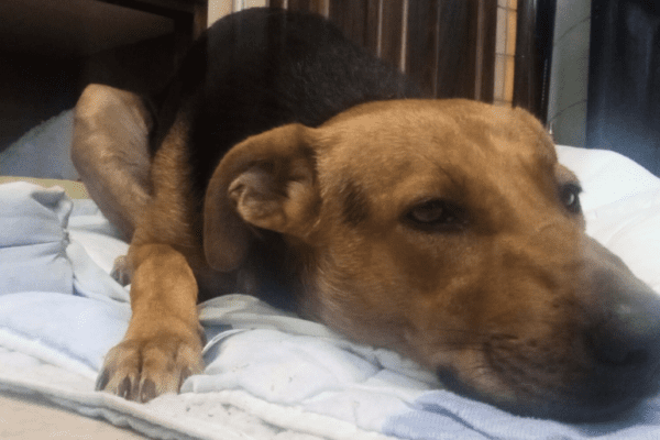 Crispiano, gruppo di ragazzini aggredisce il cane Max solo perché voleva giocare. Scatta la denuncia per i responsabili del folle gesto Crispiano, gruppo di ragazzini aggredisce il cane Max solo perché voleva giocare. Scatta la denuncia per i responsabili del folle gesto