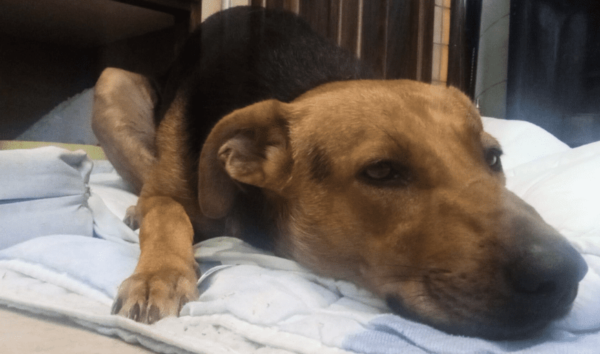 Crispiano, gruppo di ragazzini aggredisce il cane Max solo perché voleva giocare. Scatta la denuncia per i responsabili del folle gesto