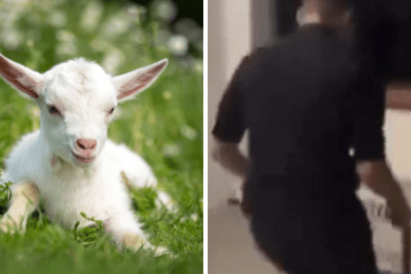 Anagni, diciottenni uccidono a calci una capretta. Il raccapricciante gesto compiuto per “divertimento” durante una festa di compleanno