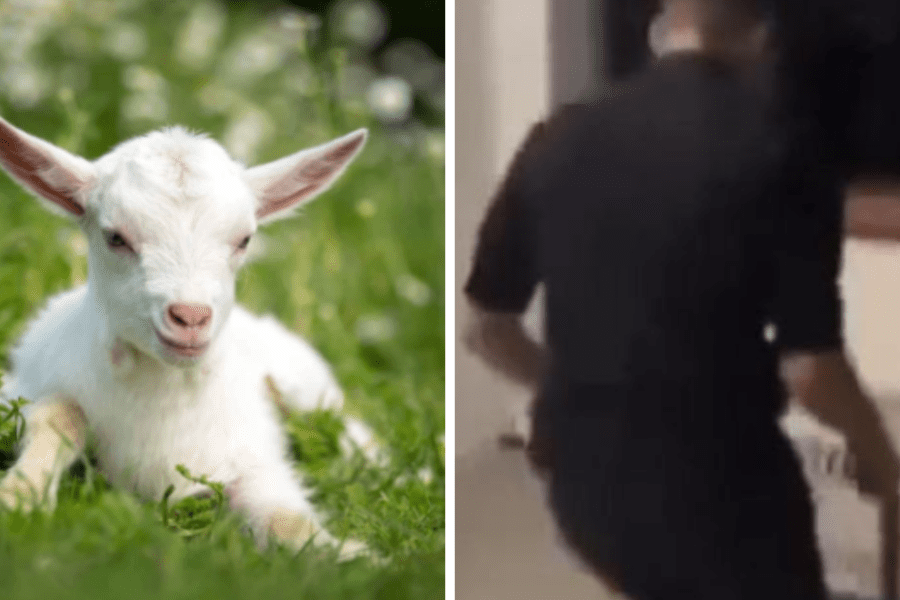 Anagni, diciottenni uccidono a calci una capretta. Il raccapricciante gesto compiuto per “divertimento” durante una festa di compleanno