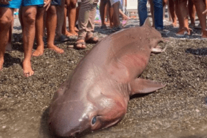 Sapri, stupore fra i turisti per un raro esemplare di squalo spiaggiato sul litorale. L’animale purtroppo è deceduto