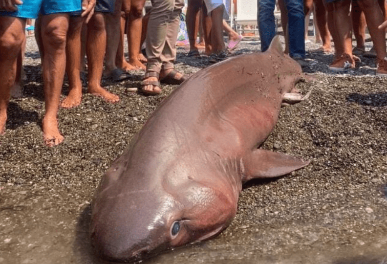Sapri, stupore fra i turisti per un raro esemplare di squalo spiaggiato sul litorale. L’animale purtroppo è deceduto