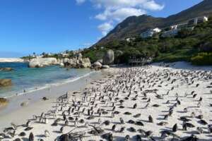 Perché i pinguini africani sono in via di estinzioni e cosa fare per evitare che ciò accada: la deadline è il 2035