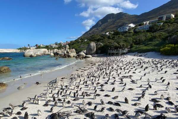 Perché i pinguini africani sono in via di estinzioni e cosa fare per evitare che ciò accada: la deadline è il 2035