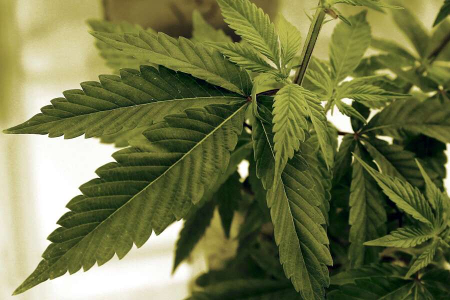 Foggia, piante ‘sospette’ alte 3 metri in stazione: è una piantagione di marijuana da 7.500 dosi con sistema di irrigazione annesso