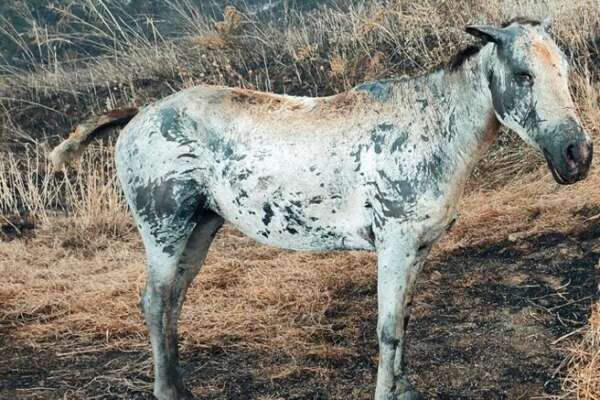 Cefalù, morta la puledra Scilla: la sua proprietaria Maria David ha perso la vita per tentare di salvarla dalle fiamme