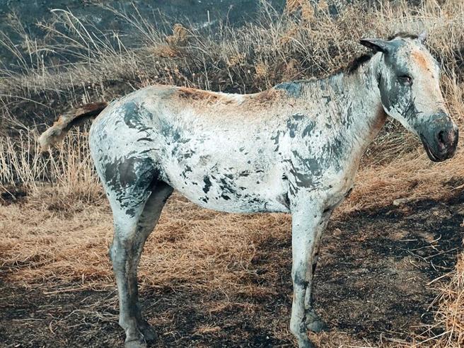 Cefalù, morta la puledra Scilla: la sua proprietaria Maria David ha perso la vita per tentare di salvarla dalle fiamme