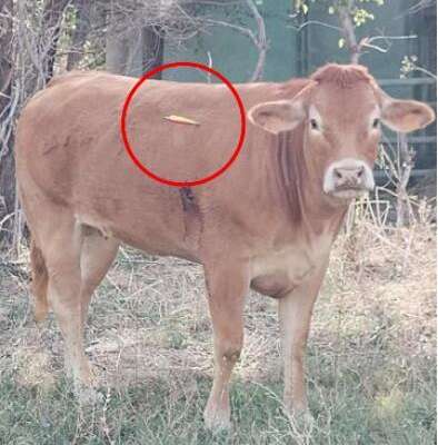 Roma, irruzione nella notte all’Istituto agrario Sereni. Orrore al mattino: “Hanno macellato viva una vacca e conficcato una freccia nel polmone di un vitello”