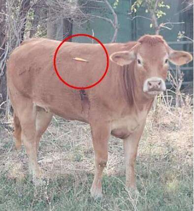 Roma, irruzione nella notte all’Istituto agrario Sereni. Orrore al mattino: “Hanno macellato viva una vacca e conficcato una freccia nel polmone di un vitello”