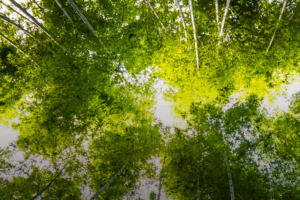 Valore e know-how, il futuro è green: l’Europa vinca la sfida per la sostenibilità Valore e know-how, il futuro è green: l’Europa vinca la sfida per la sostenibilità