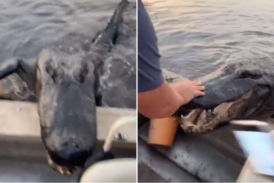 Un enorme alligatore prova ad arrampicarsi sulla barca: spavento a bordo