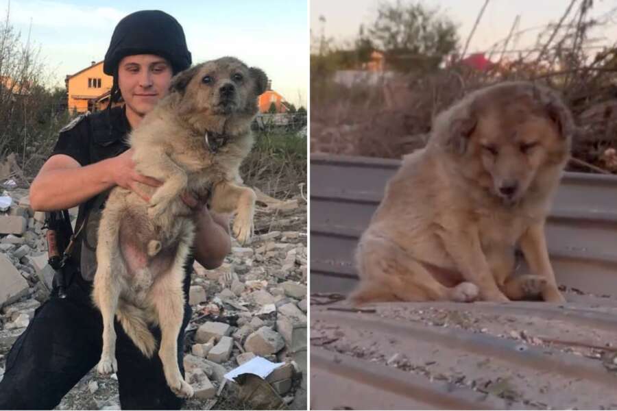 Guerra Ucraina, il video del salvataggio di un cane dopo il bombardamento di Sumy: sopravvissuto tra missili e tanto spavento