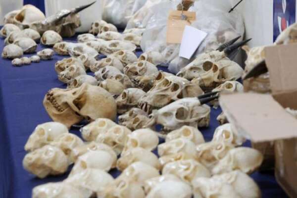 Parigi, pacchi sospetti in aeroporto: agenti doganali trovano 400 teschi di scimmie protette. Destinati a collezionisti e cacciatori americani